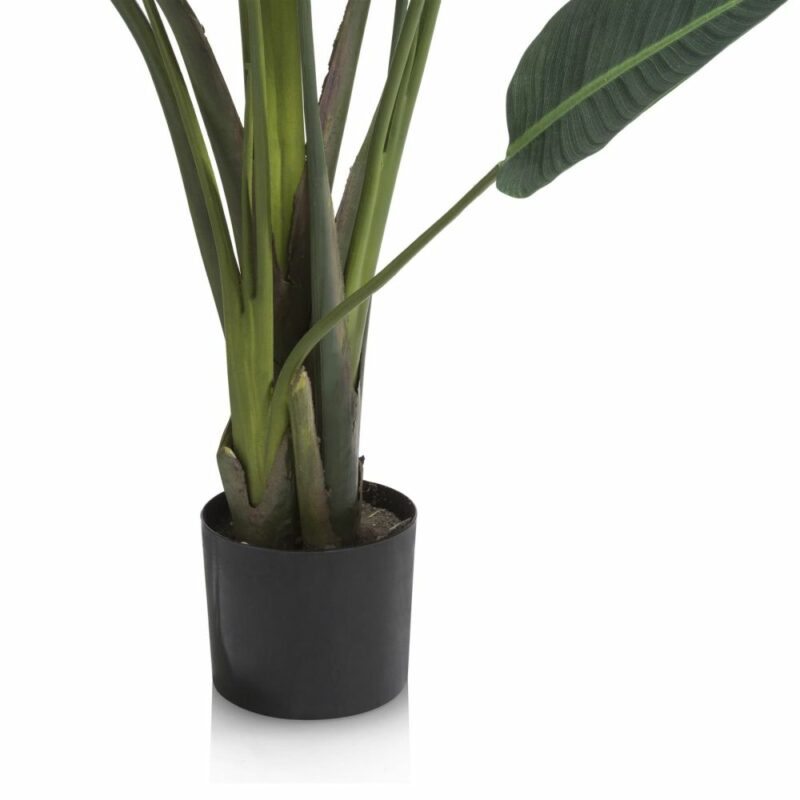Strelitzia Nicolai H150Cm - Image 3