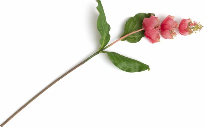 Medinilla Spray Fleur Artificielle H110Cm - Image 1