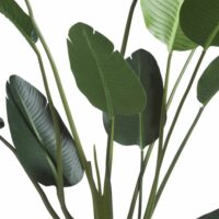 Strelitzia Nicolai H150cm - Image 2