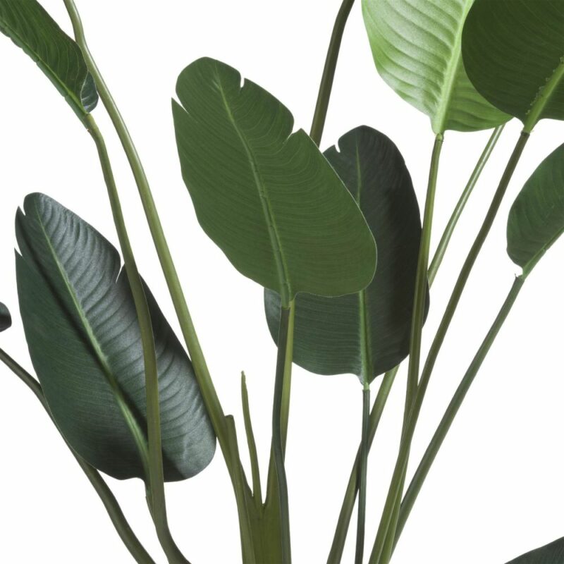 Strelitzia Nicolai H150Cm - Image 2
