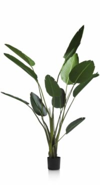Strelitzia Nicolai H150cm