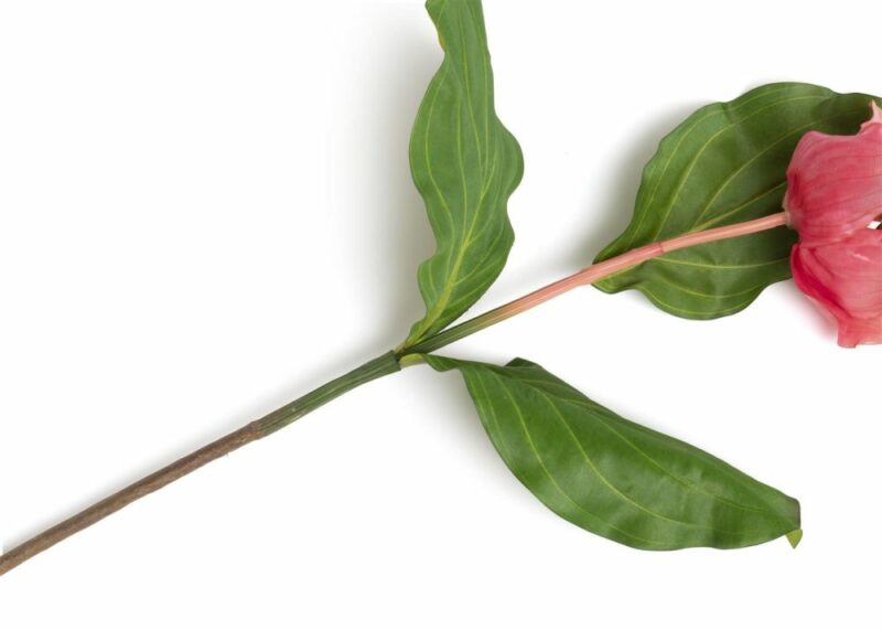 Medinilla Spray Fleur Artificielle H110Cm - Image 2