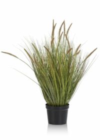 Pennisetum Grass Plant H99cm