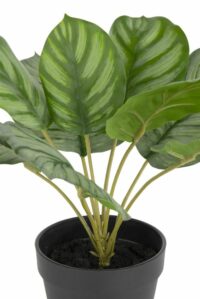 Calathea Orbifolia H45cm Kunstplant - Afbeelding 3