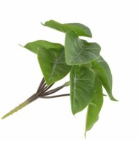Anthurium Mini Bush H13cm Fleur