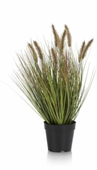 Pennisetum Grass Plant H58cm