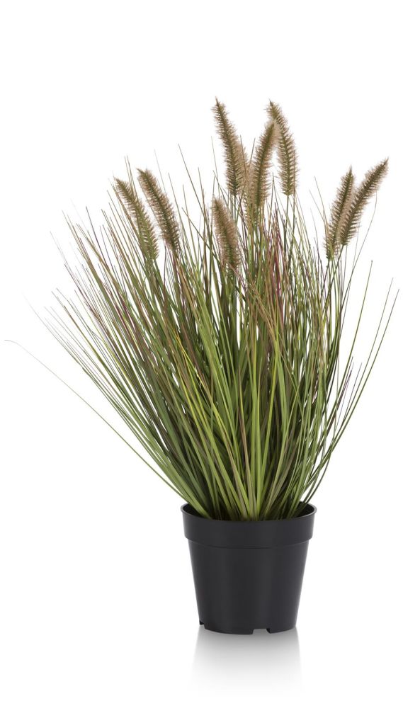 30E8F627F725089A37053E64Af46F8Dd480A03Ad_Images_T_Ll_M_296762612E69498Aa66Ed89Ab91E030E_Image.jpg Pennisetum Grass Plant H58Cm - Afbeelding 1