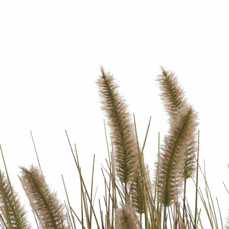 Pennisetum Grass Plant H58Cm - Afbeelding 2