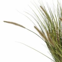 Pennisetum Grass Plant H99cm - Afbeelding 2