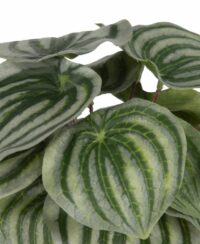 Peperomia Bush H25cm Kunstbloem - Afbeelding 2