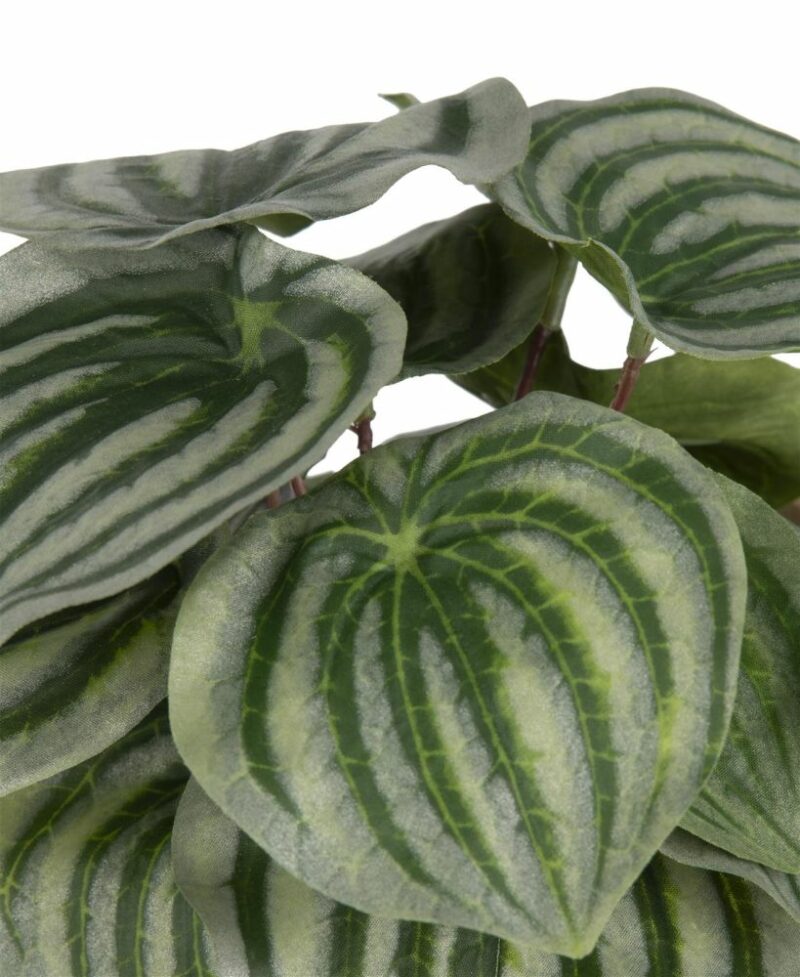 Peperomia Bush H25Cm Kunstbloem - Afbeelding 2