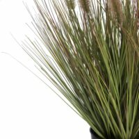 Pennisetum Grass Plant H58cm - Afbeelding 3