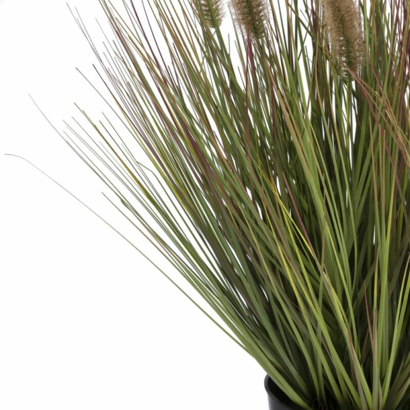 Pennisetum Grass Plant H58Cm - Afbeelding 3