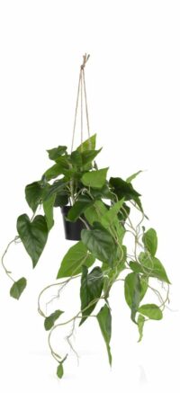 Philodendron Scandens H80cm Kunstplant