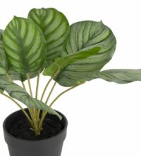 Calathea Orbifolia H45cm Kunstplant - Afbeelding 2
