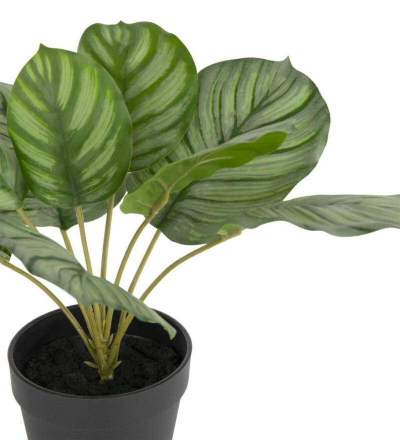 Calathea Orbifolia H45Cm Kunstplant - Afbeelding 2