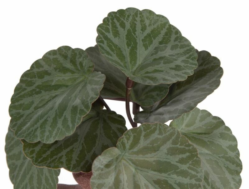 Saxifrage Mini Bush H13Cm Fleur - Image 2