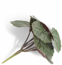 Saxifrage Mini Bush H13cm Fleur