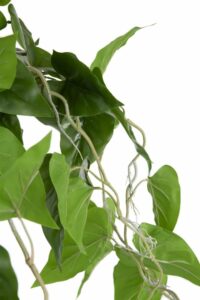 Philodendron Scandens H80cm Kunstplant - Afbeelding 2