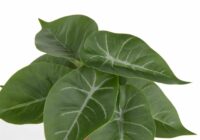 Anthurium Mini Bush H13cm Fleur - Image 2