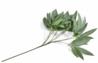 Eucalyptus Branch H95cm