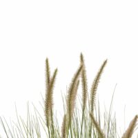 Pennisetum Grass Plant H99cm - Afbeelding 3