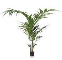 Kentia Palm plant H210cm - Vert