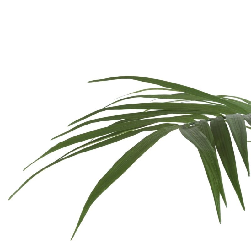 Kentia Palm Plant H210Cm - Vert - Image 2
