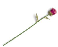 Artichoke Stem H80cm - Roze