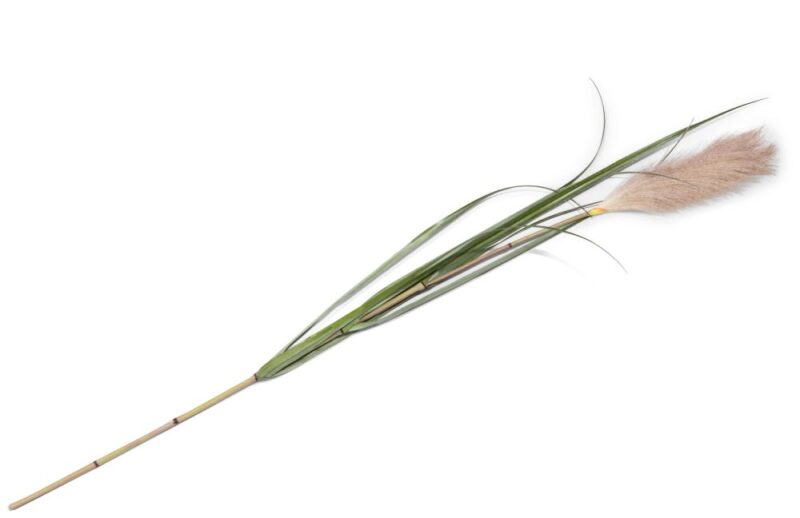 Pampus Grass Kunstbloem H120Cm - Groen - Afbeelding 1