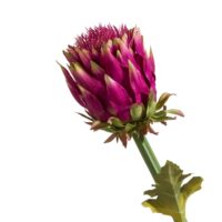 Artichoke Stem H80cm - Roze - Afbeelding 2