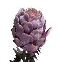 Protea Spray H63cm - Violet - Image 2