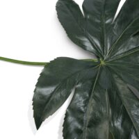 Fatsia Leaf kunstbloem H55cm - Groen - Afbeelding 2